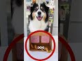 Did this dog just regret his own decision? 😆🐶#animals #shorts #usa