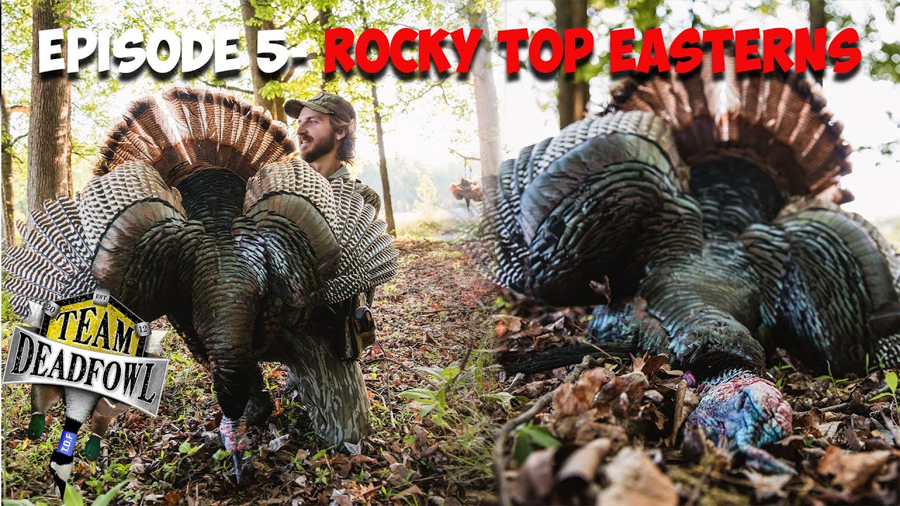 Hunting the hardest gobbling turkeys of the season!