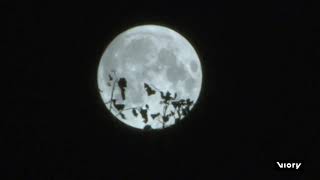 Süper Doluna Gökyüzünü Parlattı