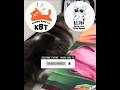 Benar" gak ada capeknya || Kucing Lucu Paling Ngakak Part 1908 || #funny #shorts #fyp
