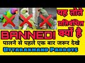 Indian Ring nack, Alexander,plum-headed parakeet Parrots kyu band hue India mein