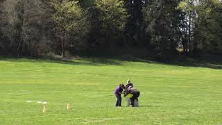 Percy coursing the bag bunny - race 2 by Gimme 5 Dog Training with Serendipity Sighthounds 36 views 4 weeks ago 1 minute, 56 seconds