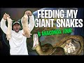 Feeding my giant snakes  a full anaconda tour  the real tarzann
