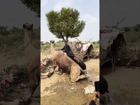 الجمل يتدلل عند وضع الجركن على ظهره 