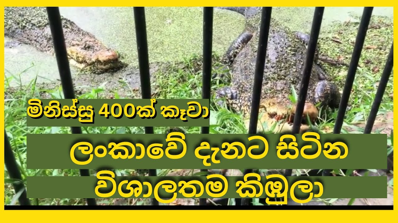 400 Human kills 😳 The biggest crocodile in sri lanka 