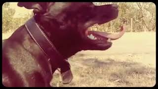 Stafford shire Bull Terrier 2016