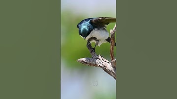 Splendid looking tree swallow #shorts