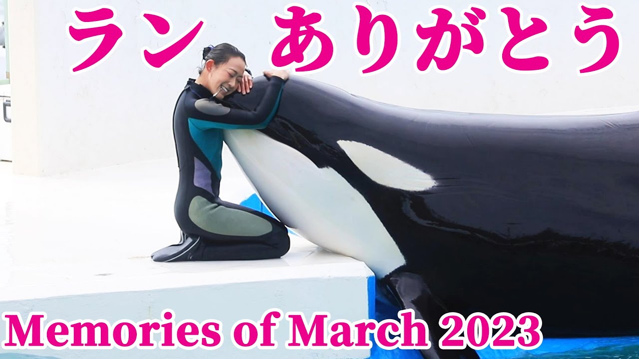 神戸須磨シーワールドに移送されたランの想い出!!March 2023 鴨川シーワールド シャチショー KamogawaSeaWorld  orca killerwhale