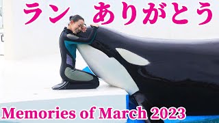 神戸須磨シーワールドに移送されたランの想い出!! 鴨川シーワールド シャチショー KamogawaSeaWorld orca killerwhale