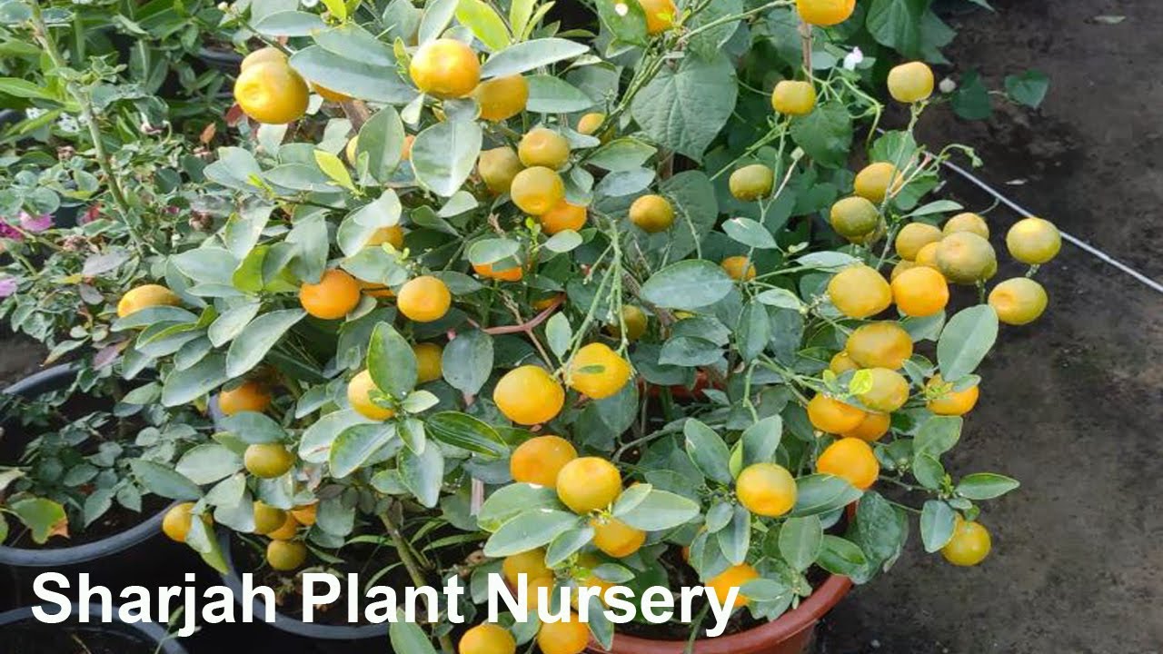 Plant Nursery in Sharjah / ചെറിയ വിലയിൽ വാങ്ങി നിങ്ങളുടെ ഫ്ലാറ്റിൽ വള