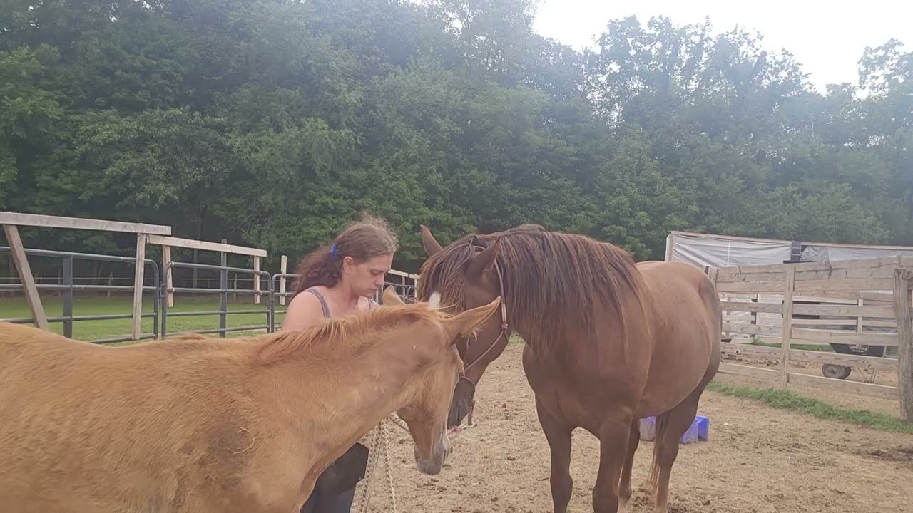 Foal/Butt Rope exercise demo which Comanche  today 💓
