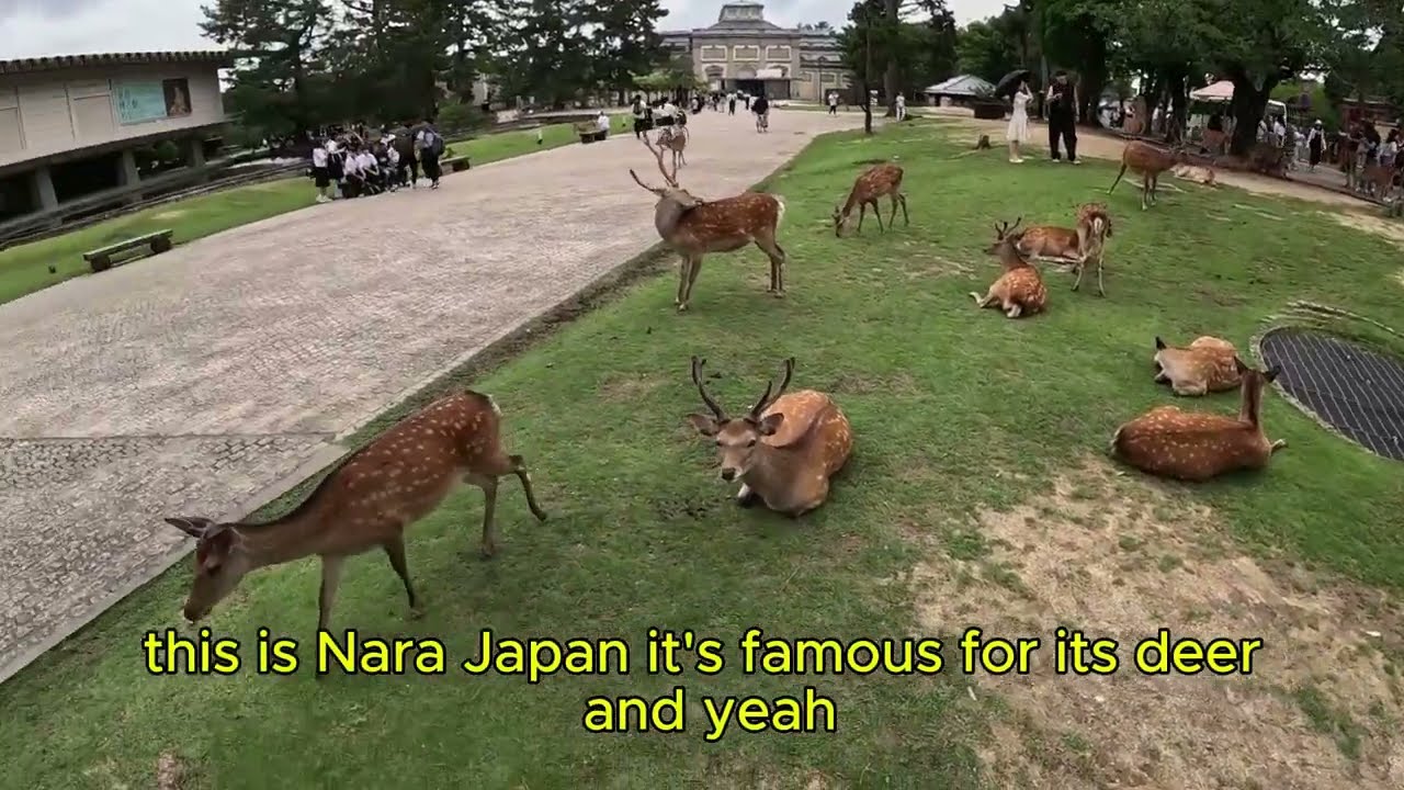 Feeding Japan's Famous Deer in Nara! 🦌🇯🇵 | A Must-Do Experience