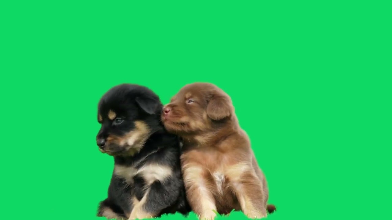 GREEN SCREEN CUTE PUPPIES DOGS ANIMATED  HD  | FREE TO USE GRAPHICS ANIMATIONS