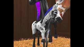 New Co-Breed #horseridingtales