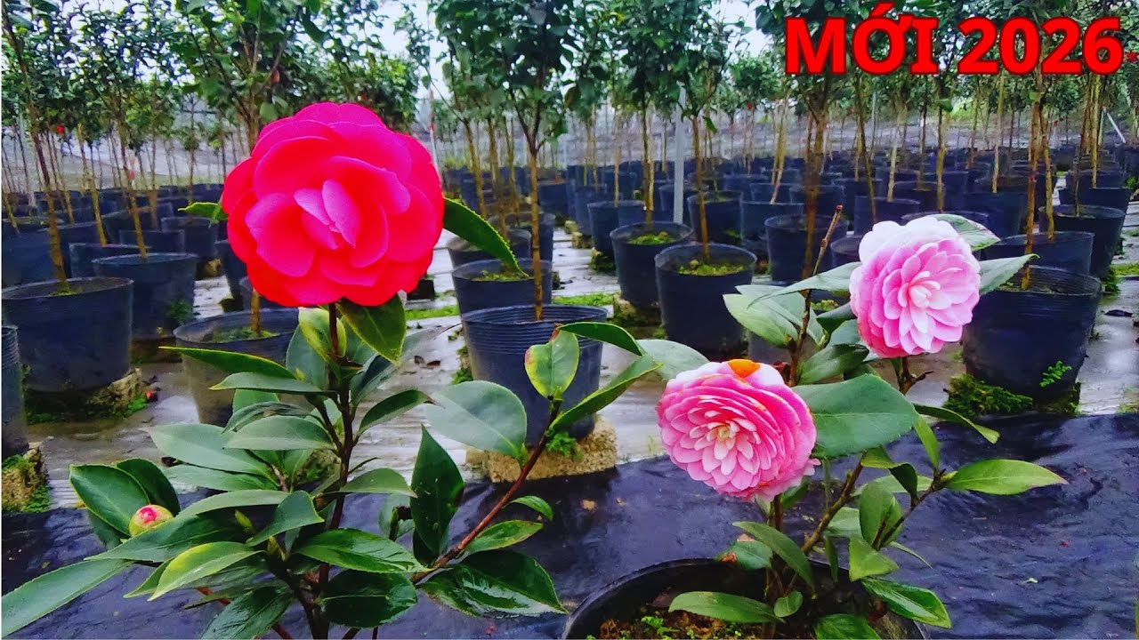 HOA TRÀ MY CỔ TRƯNG BÀY TẾT 2026 || ĐẦY ĐỦ NHẤT - VUONKIMCHI 0988015061