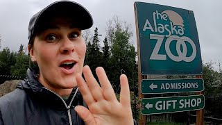 Tour the Small but AMAZING Alaska Zoo w/ a LOCAL | Anchorage 2022