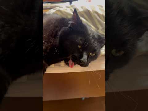 留守番しんちゃん #blackcat #黒猫