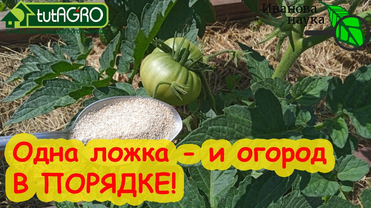 Одна ложка - и сад и огород в полном порядке! Чем заменить дорогостоящие и вредные средства.