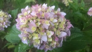 【紫陽花図鑑】　# ファンタスティック　พืชไม้ดอกขนาดใหญ่ 　Hydrangea 日本で育成された品種　相模原北公園　相模原市緑区下九沢