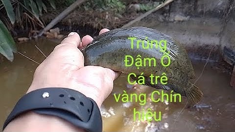 Câu Cá Rô Đồng, Trê Vàng, Rô Mề, Cá Lóc,#cauca #cauca #caucarodong @caucatv186