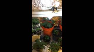 Weed in veg and flower 🌺 Cannabis