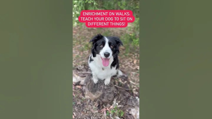 Enrichment on Walks: Sit on Different Things