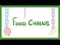 Energy Flow Through Ecosystems: Food Chains and Predator-Prey Dynamics