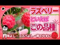 【ラズベリー】超おすすめ！グレンアンプルの素晴らしさを紹介！（育て方）