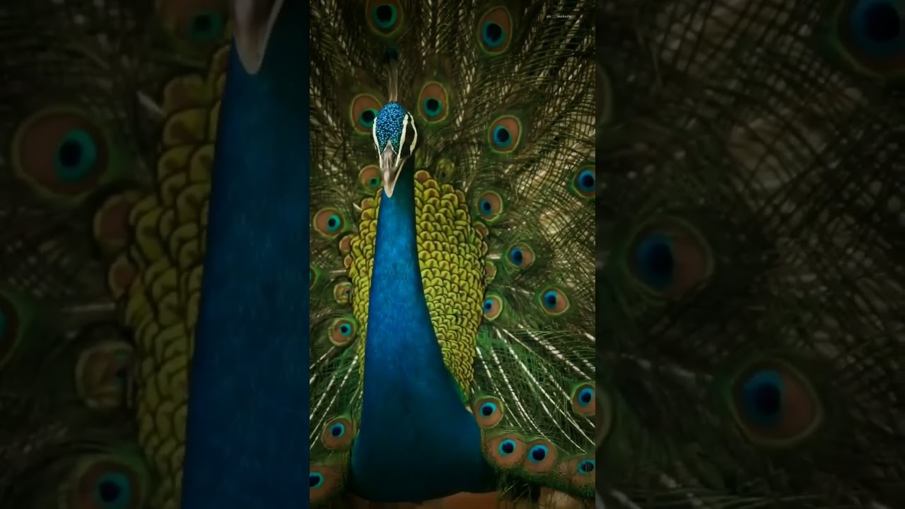 A majestosa exibição do pavão