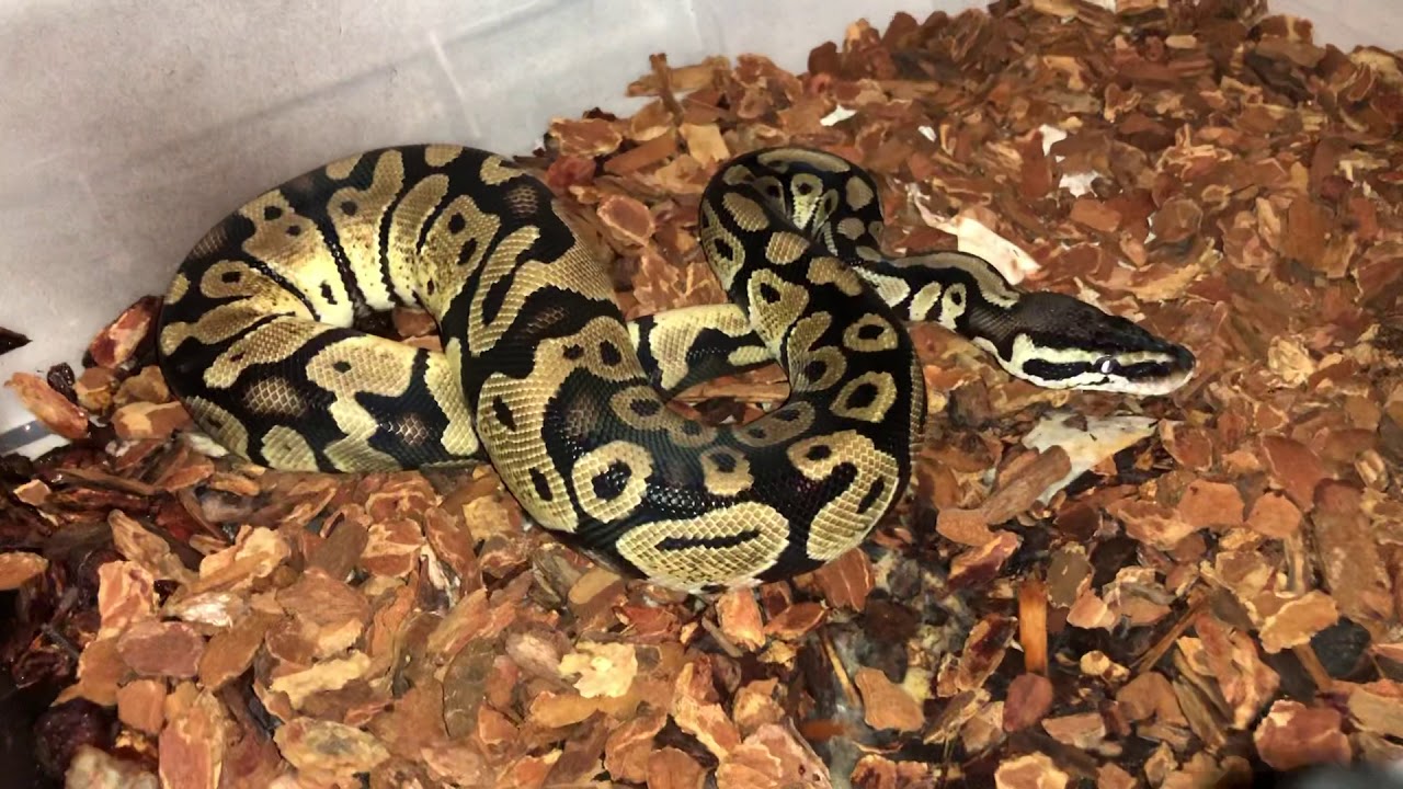 camera iphone 8 plus apk Axantic Ball Python