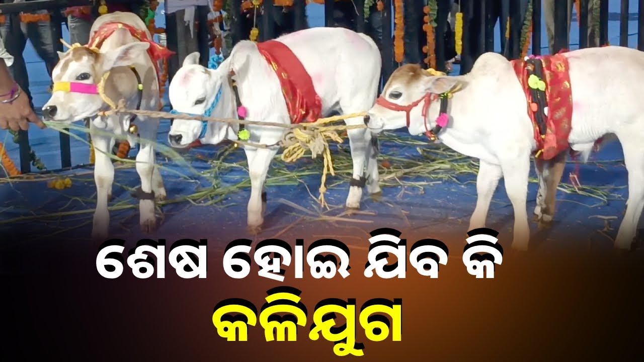 ମାଳିକା ବଚନ ସତ ହୋଇଛି ଶେଷରେ ଗାଈ ଦେଢ଼ ଫୁଟ କୁ ଷଣ୍ଢ ଅଢେଇ ଫୁଟ ଦେଖିବାକୁ ମିଳିଛି