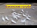 Бакинские голуби Этибара Бабаева!