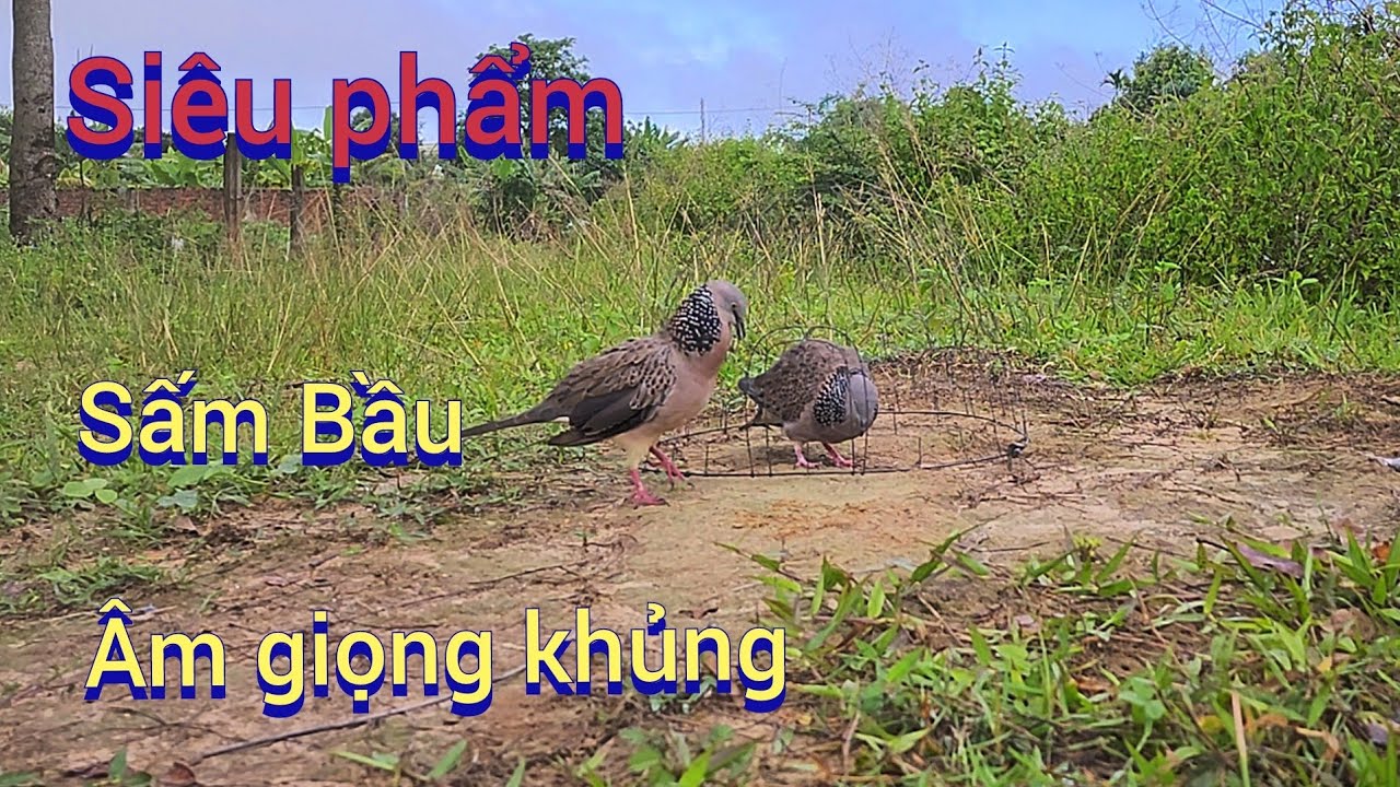 Siêu phẩm Sấm Bầu.clip 612.Âm giọng quá khủng.Nguyễn Quân