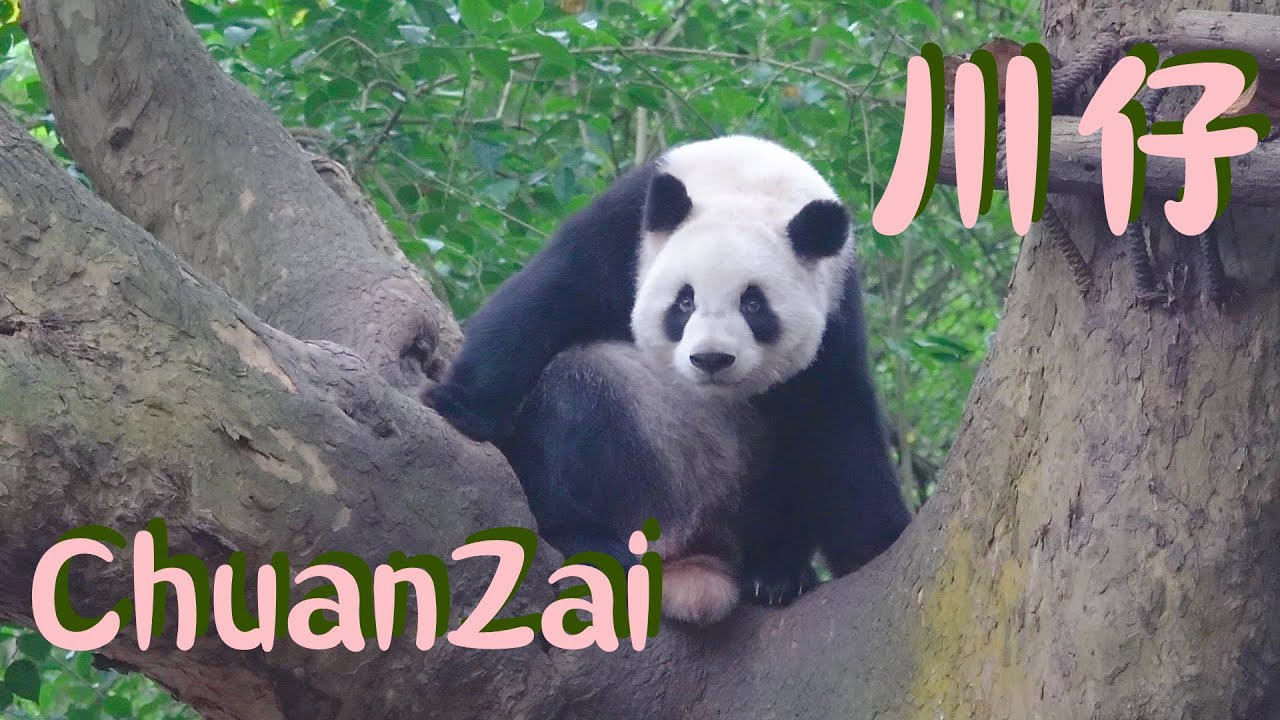 ”收猫“大戏——天亮收到天黑｜大熊猫川仔和她的小伙伴们漫长回家路🐼Panda ChuanZai🐼RunJiu🐼JinYu🐼RongYao