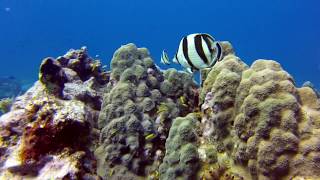 Banded Butterfly Fish on Molasses Reef February 24 2020