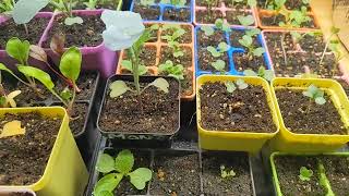 2024 February 6th -- Garden Update (What's Growing in the Plant Nursery) by Never Enough Dirt 1,604 views 3 months ago 11 minutes, 27 seconds