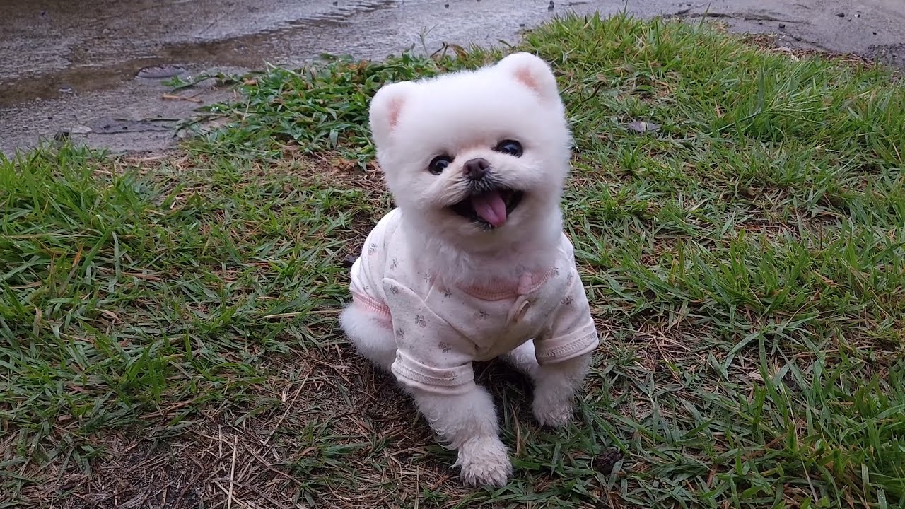 Я потеряла собаку в поездке! За Понки всегда нужно внимательно следить