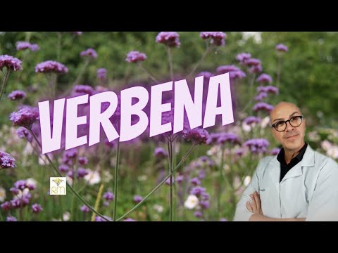 Vídeo: Fazendo chá de folhas de verbena - Como colher verbena de limão para chá