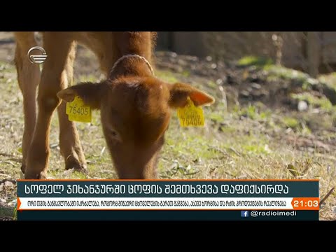 ქობულეთის სოფელ ჯიხანჯურში ცხოველებისთვის კარანტინი დაწესდა