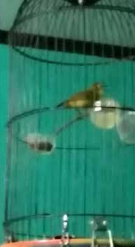Pleci Roltem bukpar gacor