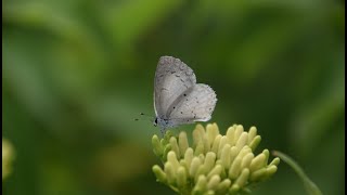 12 Things You May Need To Hear | 🦋 Butterfly Affirmations 🦋 | ASMR