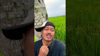 Download Lagu Dendang sore di sawah #petaniindonesia #petanipadiindonesia #lipsync #subscribemychannel MP3