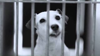 The Shelter - PSA
