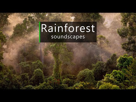 Jungle sounds - dusk in the Borneo rainforest