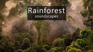 Jungle sounds - dusk in the Borneo rainforest