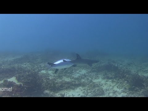 video editing software free Adopted White Tips released reveal rare cleaning interaction with fish!