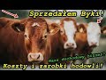 Sprzedałem Byki ! | Zobacz Ile Zarobiłem ! | Zyski i koszty hodowli Opasów | Vlog 2020