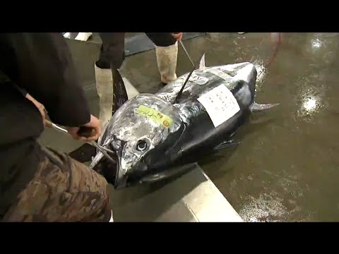 本マグロ最高値は1キロ当たり6000円「今年はマグロに期待しつつサバや