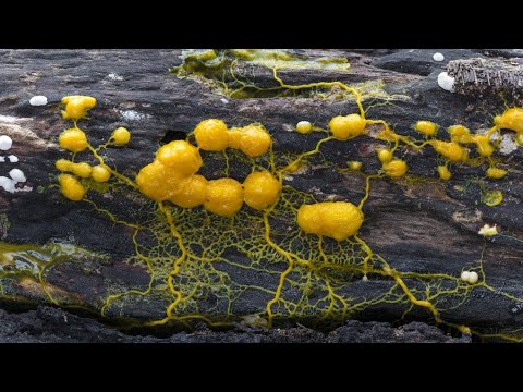 Vídeo: Quina és La Criatura Més Estúpida Del Planeta