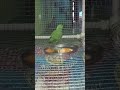 indian ringneck parrot 🦜 #parrot #follow #birds #cute #greenparrot #pets #trending #shorts #viral